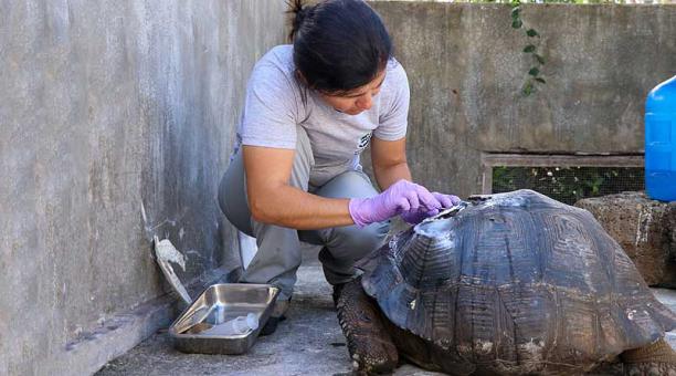 La tortuga está recibiendo los cuidados necesarios en la enfermería del Parque Nacional Galápagos. Foto: cortesía Parque Nacional Galápagos