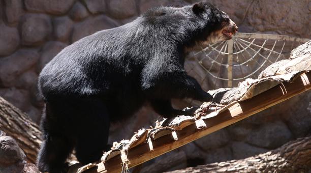Suro es uno de los osos de anteojos del Zoo.