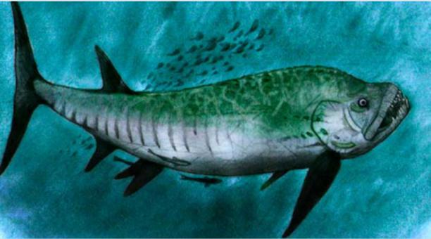 El especimen pertenece al género Xiphactinus, uno de los peces depredadores de mayor tamaño que existieron en la historia de la Tierra. Foto de la cuenta Twitter @canaltn8