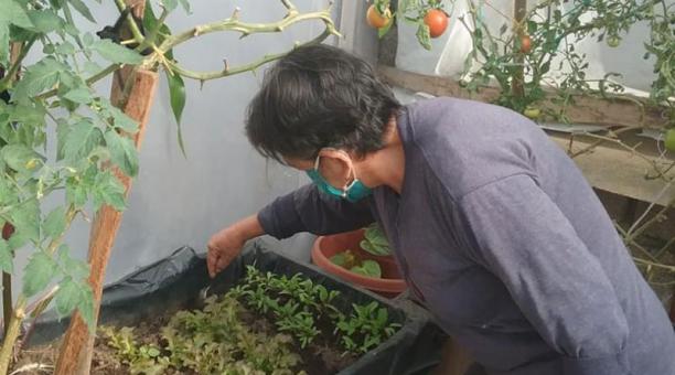 Cecilia Rubio, vecina de La Colmena Baja,  centro de la capital, cuida sus semilleros. Foto: Cortesía