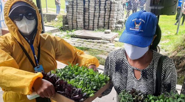 Las plantas de hortalizas fueron entregadas  a 680 personas de 28 barrios de Cutuglagua. Cortesía Municipio de Mejía