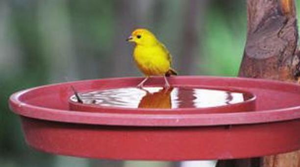 El agua de los bebederos deben cambiarse periódicamente para que no se enfermen las aves. Foto: Ingimage