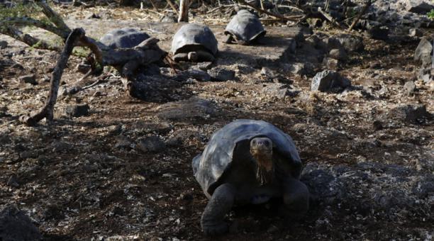 Las tortugas, de entre seis y ocho años de edad, “pasaron por un riguroso proceso de cuarentena previo a su liberación”. Foto: Archivo / ÚN