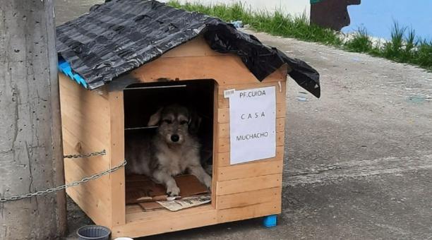 Los vecinos aportan con casas de madera, cobijas, bebederos para los perros que están en la calle. Foto: redes sociales