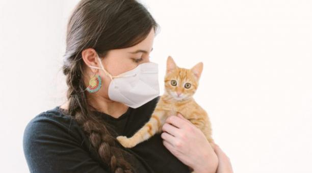 La esterilización de los felinos ayuda a reducir posibles enfermedades. Foto: cortesía Unidad de Bienestar Animal.