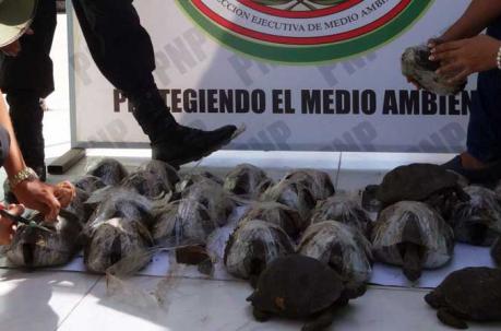 El Servicio Nacional Forestal y de Fauna Silvestre (Serfor) de Perú encontró a las 29 tortugas - dos de ellas muertas - en una caja y “envueltas con cinta adhesiva” en las bodegas de un bus que se dirigía de Tumbes (norte) a Lima (centro). Foto: EFE