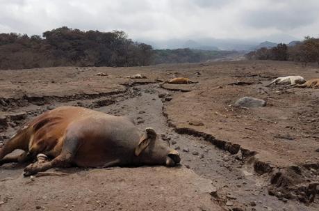 Varios animales yacen muertos en la zona afectada por el Volcán de Fuego. Foto: EFE
