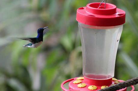 Quito alberga 55 tipos diferentes de colibríes. Foto: EFE