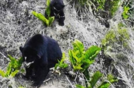 Al ver a los osos andinos, no se permite tomar fotografías con flash.