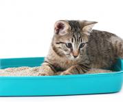 Las personas pueden ayudar a que los felinos aprendan a ‘ir al baño’. Se debe cuidar el aseo para evitar malos olores e incomodidad. Foto: Portal Veterinario gatos