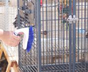 El buen cuidado de las jaulas puede significar una vida más larga y saludable para estos animales de compañía
