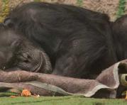Chimpancé liberada en Argentina por depresión llegó a Brasil para vivir en santuario. Foto: Captura de pantalla