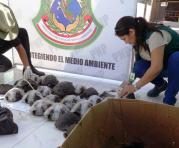 El personal de la vida silvestre libera a aproximadamente 29 tortugas de Galápagos en peligro de extinción de Ecuador interceptadas y rescatadas en Piura, al norte de Perú, el 19 de abril de 2017. Foto: AFP