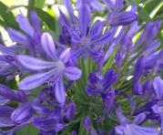 Agapanto: Son herbáceas muy robustas que crecen con profusión en los jardines serranos. Se siembran mucho porque son perennes y su floración tiene un lindo color azulado-lila agrupada en racimos. Resiste los inviernos.