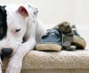 Los aullidos, ladridos y destrozos en casa pueden ser síntoma de que su mascota sufre ansiedad. Foto: Ingimage
