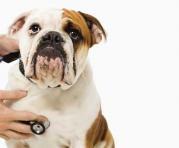 Si va a salir de vacaciones y piensa dejar a su mascota en un hospedaje, asegúrese de que su animalito esté vacunado. Foto: Ingimage