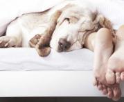 La calidad del sueño, las alergias y el comportamiento de los perros y gatos son temas para tomar en cuenta. Foto: Ingimage
