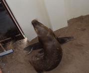 El lobo marino rescatado en Daule estaba malito y no aguantó. Foto: Twitter del Min. de Ambiente