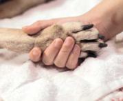 La eutanasia debe ser realizada por un profesional veterinario. Foto: Ingimage