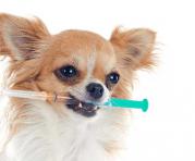 Los animales de compañía necesitan visitar a un médico de confianza una vez al año para reforzar vacunas, desparasitar y revisar la dentadura. Foto: Ingimage