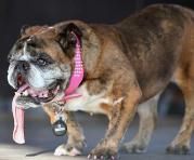 Zsa Zsa es una bulldog de nueve años. Foto: AFP