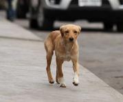De acuerdo con el censo, la situación de los perros abandonados se ha agudizado en estos últimos cuatro años. Foto: archivo / ÚN
