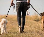 Los perritos necesitan paseos para quemar su energía y sentirse tranquilos. Foto: Pixabay