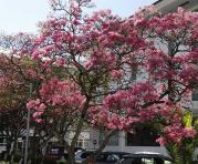 Este es el árbol de arupo que florece en esta época del año. Este se encuentra en al U. Católica. Foto: Galo Paguay / ÚN