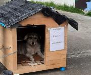 Los vecinos aportan con casas de madera, cobijas, bebederos para los perros que están en la calle. Foto: redes sociales